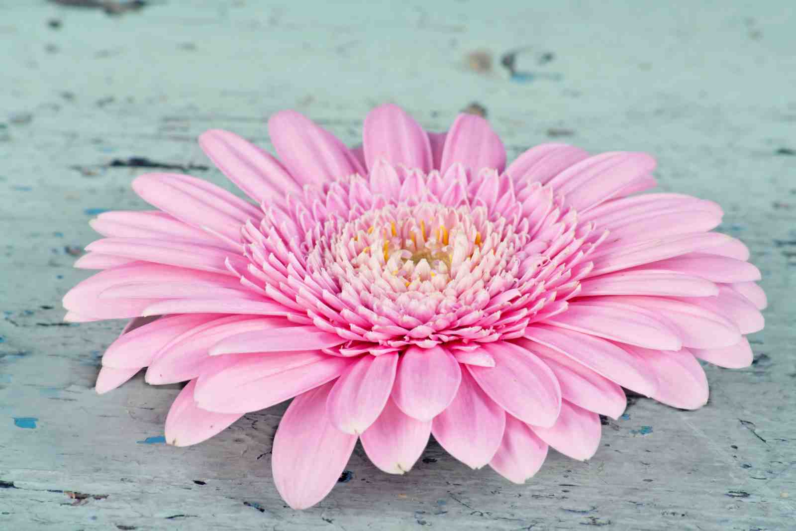Soft Pink Gerbera Daisy Wall Art