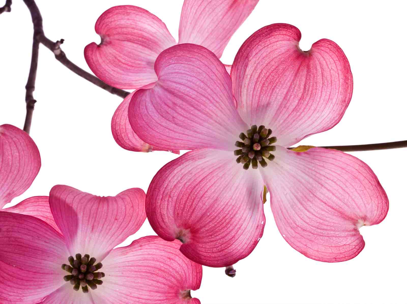 Vibrant Pink Dogwood Blossom Wall Art Art