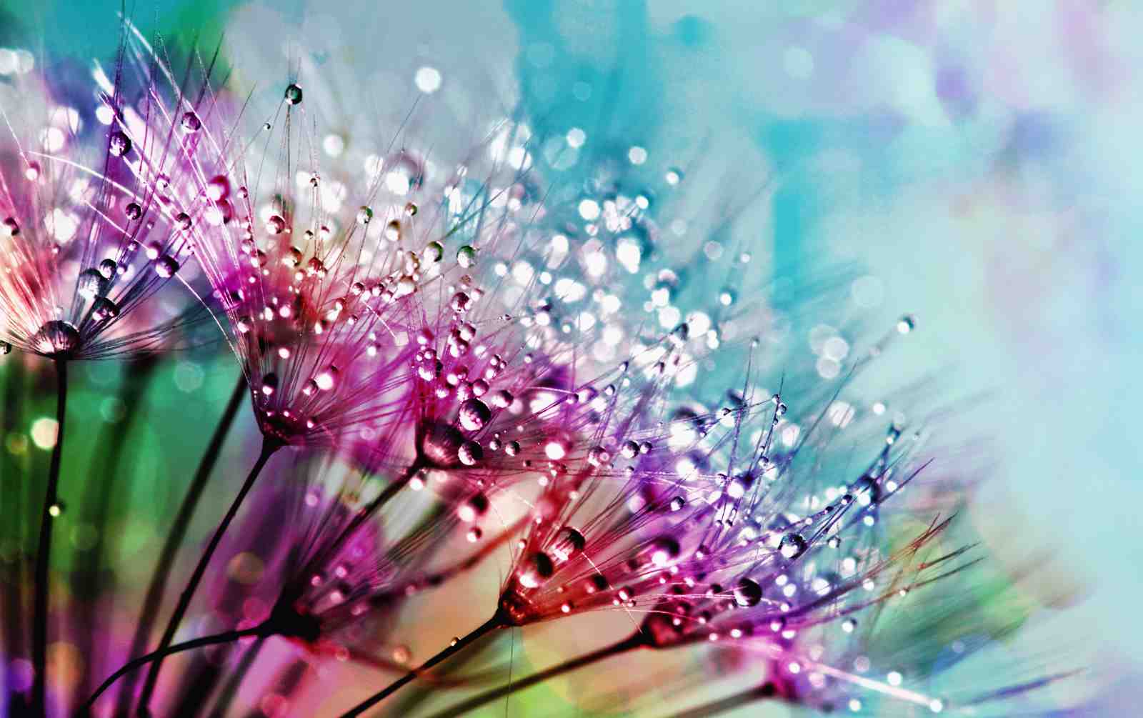 Vibrant Dandelion Dewdrops Wall Art