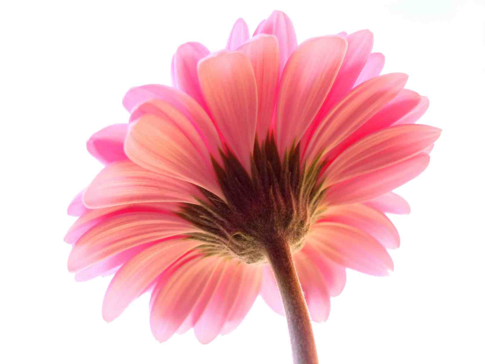 Pink Gerbera Bloom Wall Art