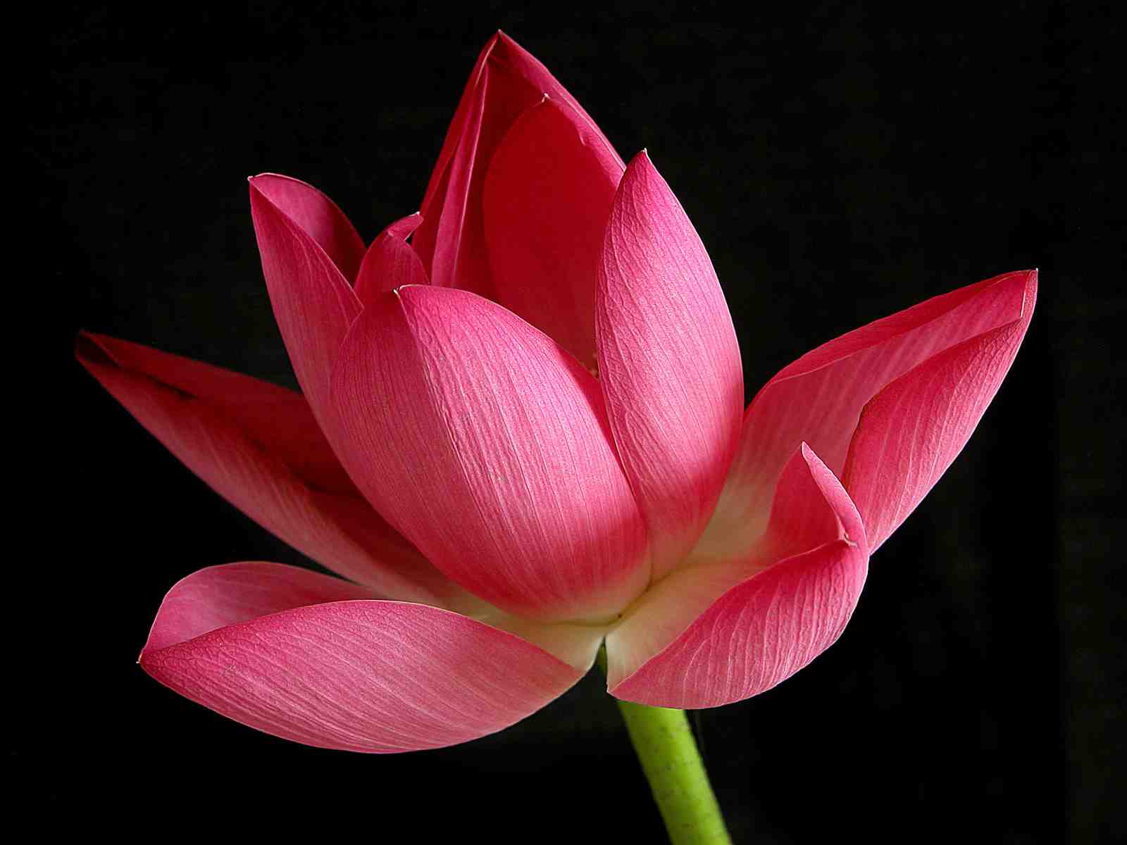 Pink Lotus Bloom Wall Art