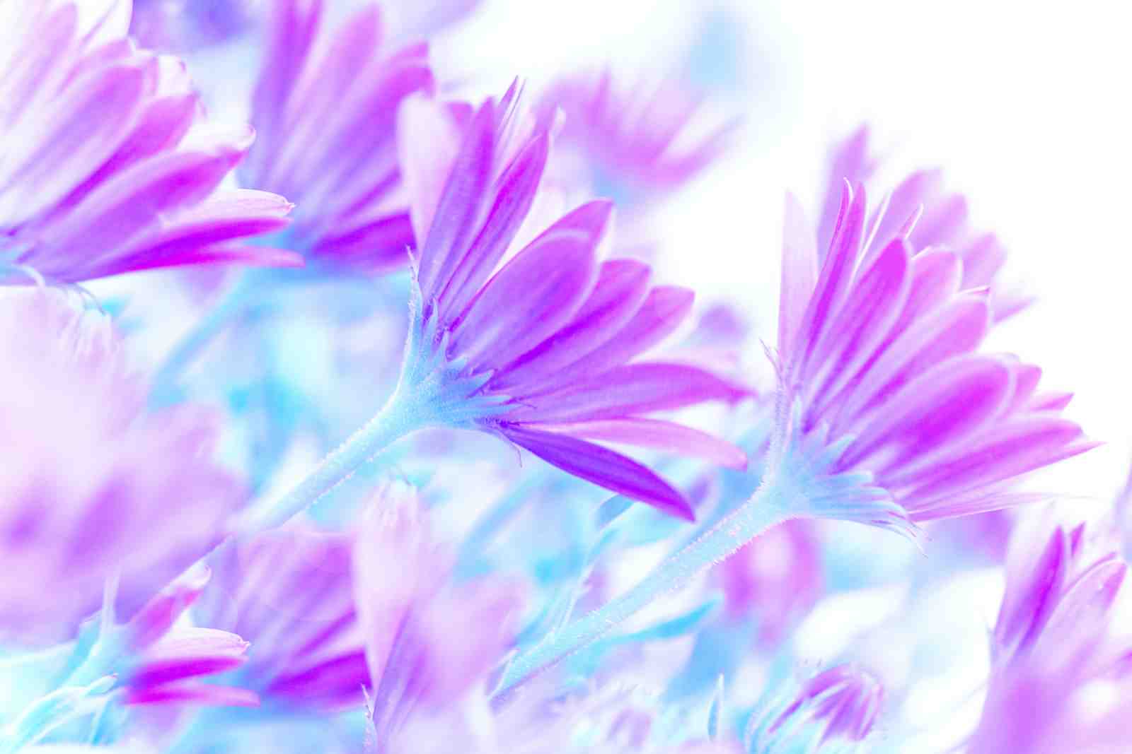 Dreamy Purple Daisy Floral Wall Art