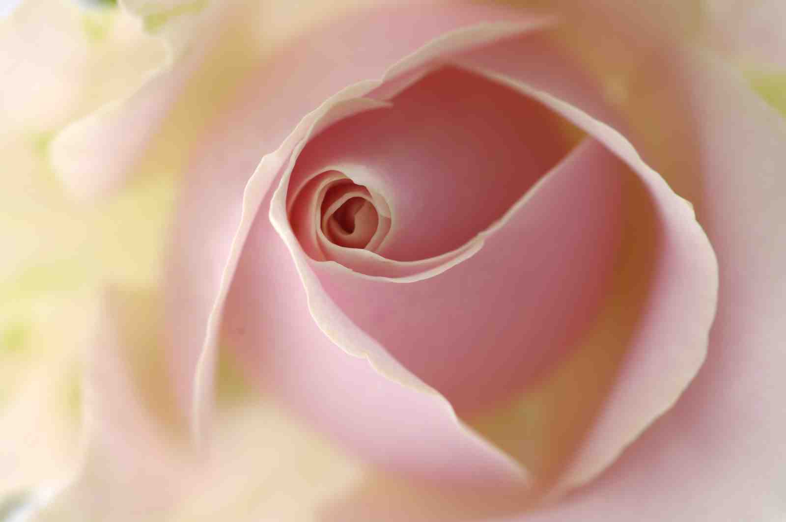 Serene Pink Rose Bud Close-up Wall Art