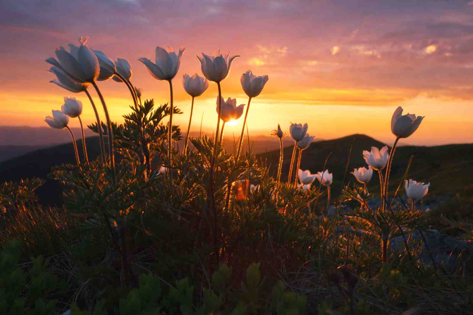 Serene Mountain Anemones Sunset Wall Art