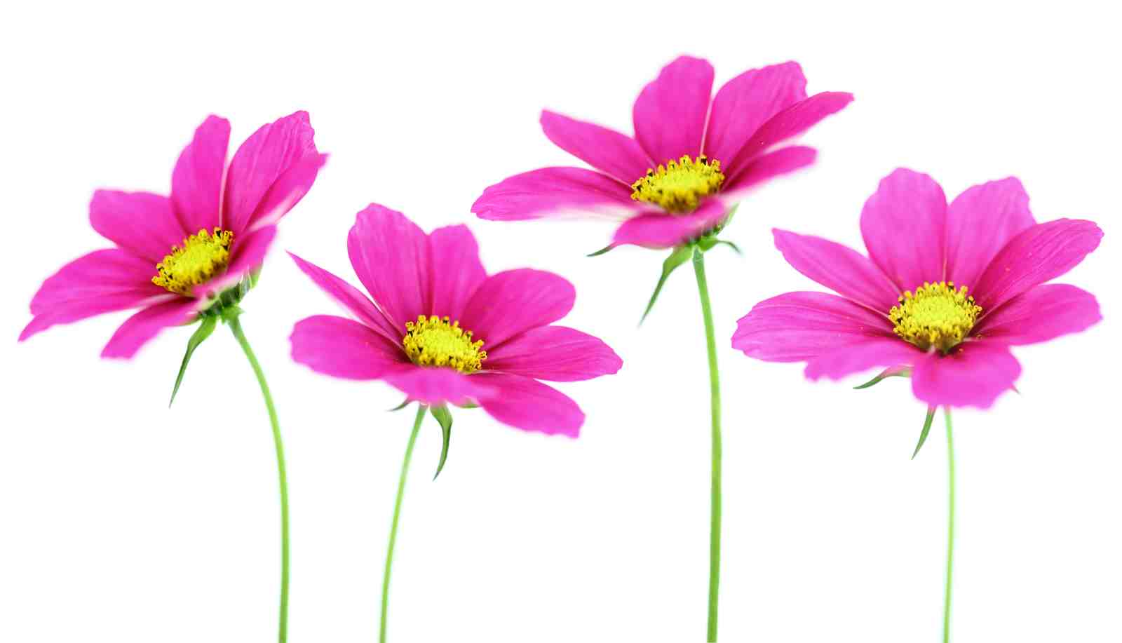 Vibrant Pink Cosmos Floral Art Wall Art
