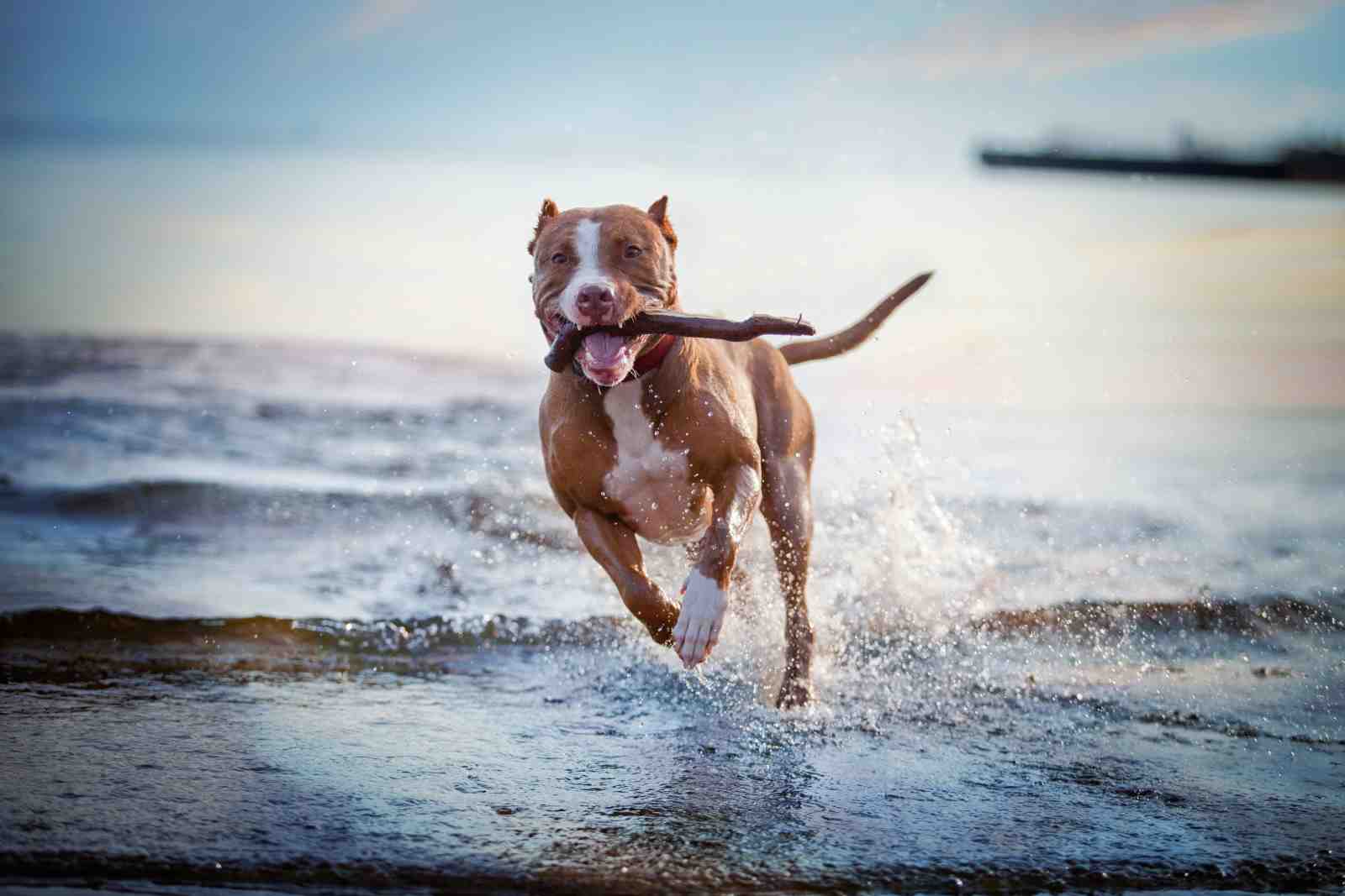 Joyful Pitbull Beach Run Wall Art