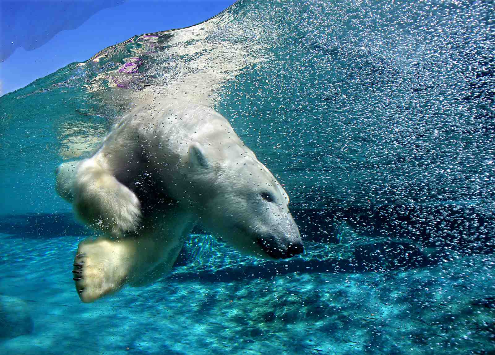Majestic Polar Bear Underwater Arctic Wall Art