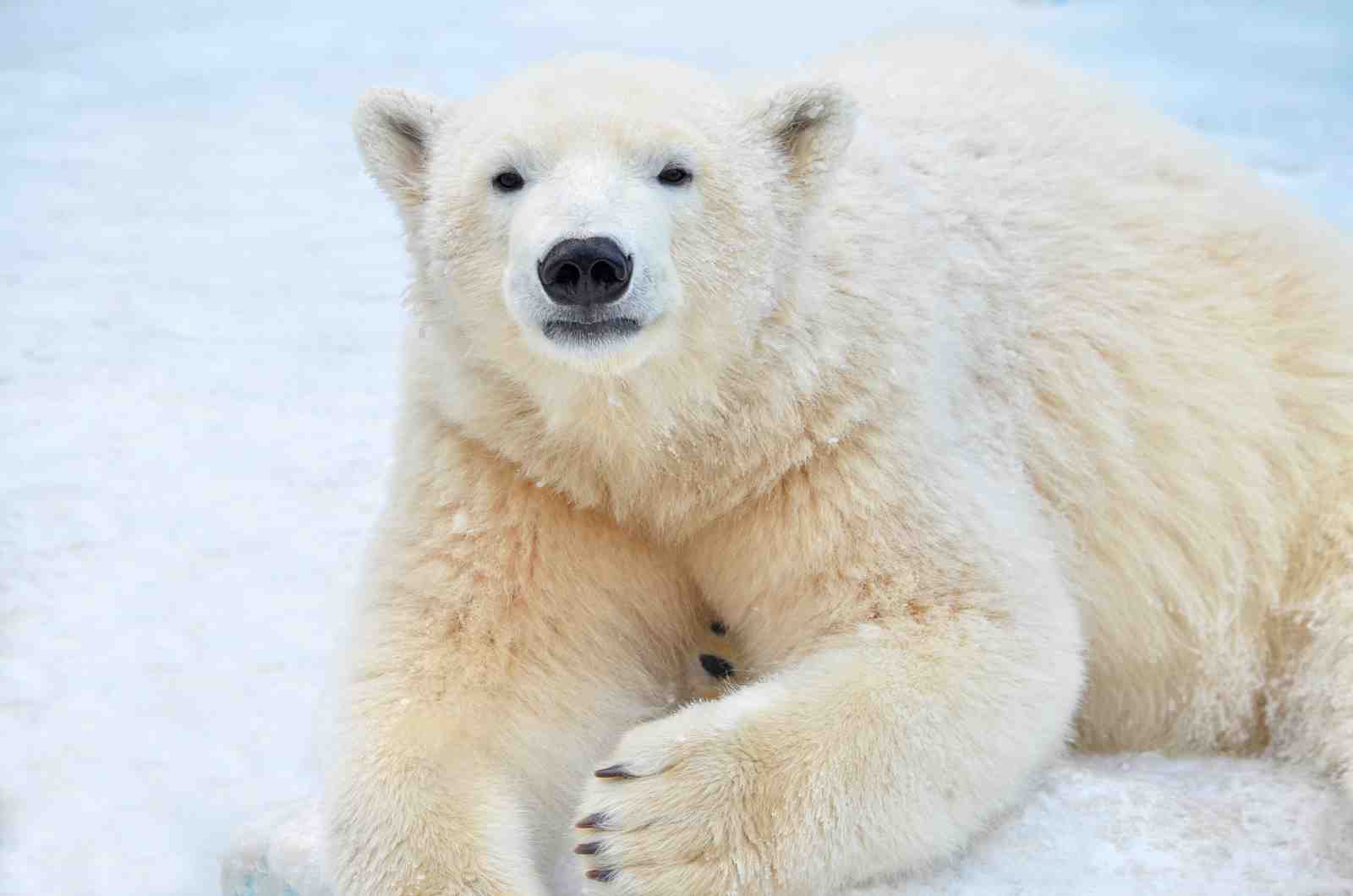 Majestic Polar Bear Arctic Majesty Wall Art