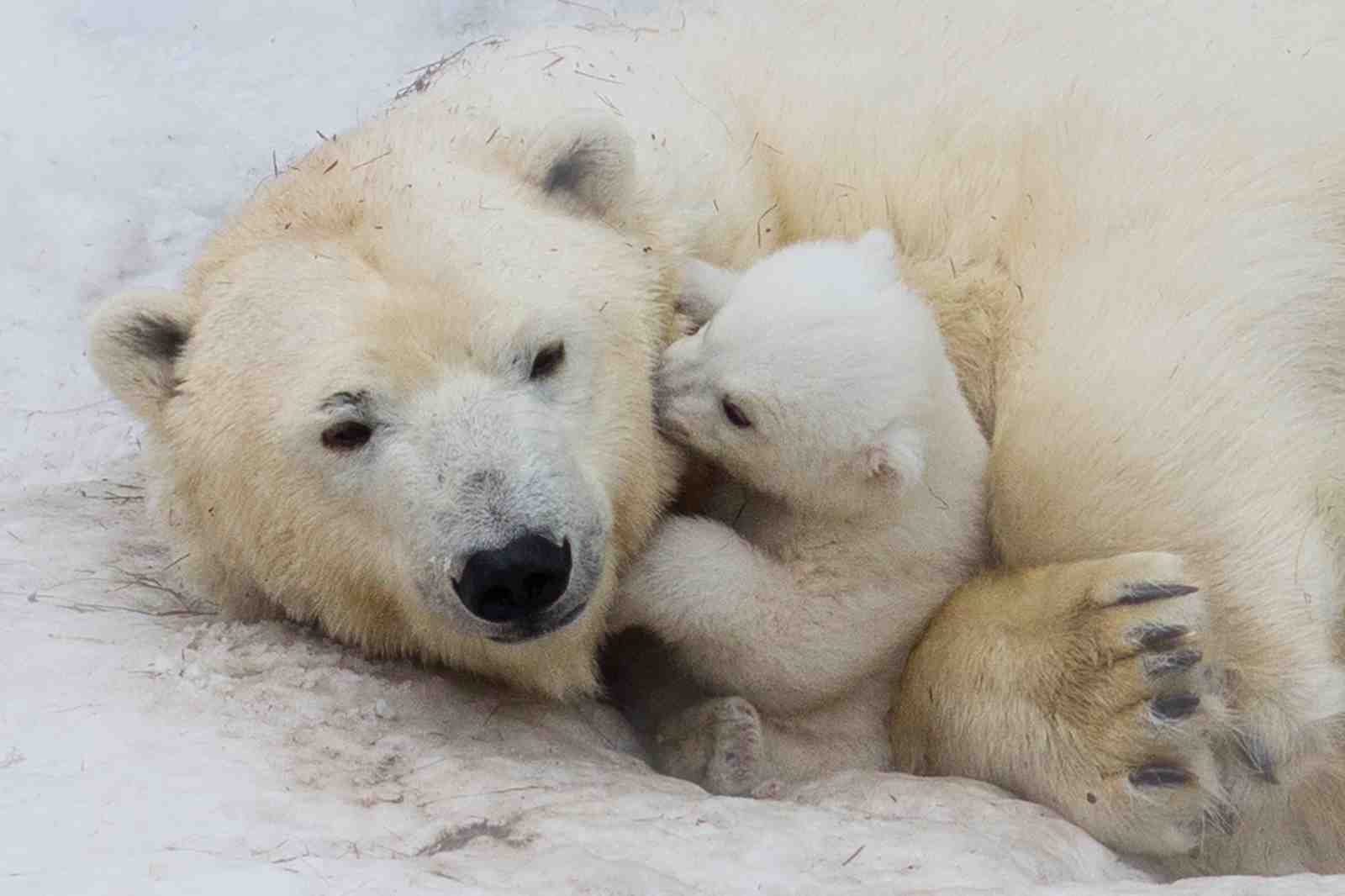 Adorable Polar Bear Cub Hugging Mom Wall Art