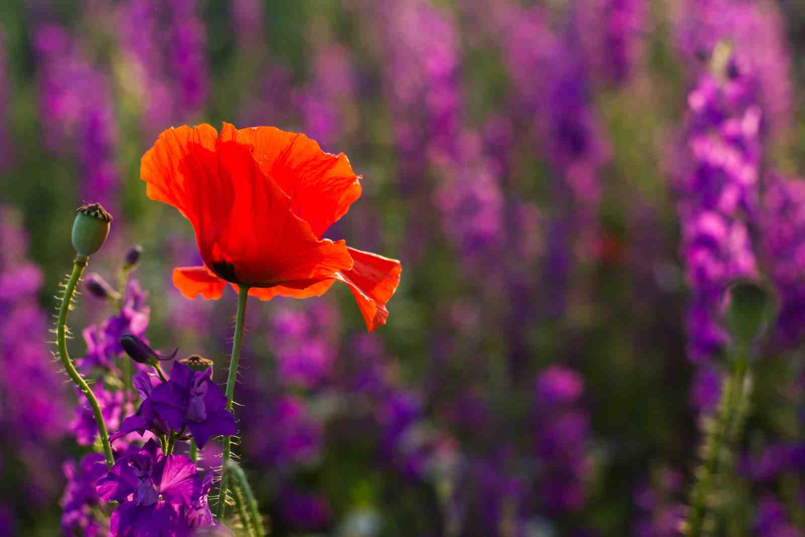 Vibrant Poppy & Lavender Field Wall Art