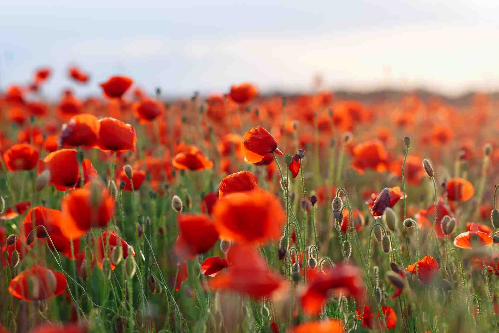 Vibrant Red Poppy Field Sunset Wall Art