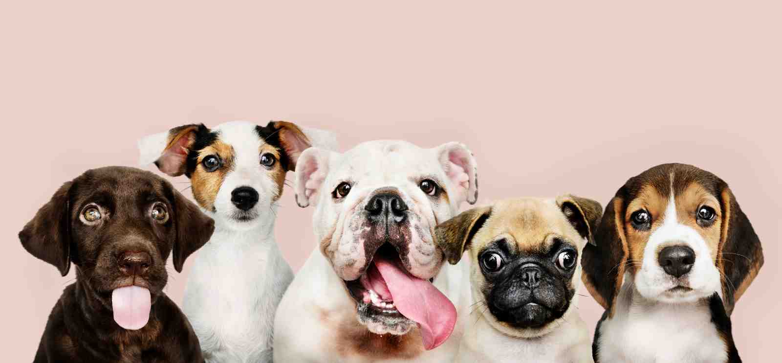 Adorable Dog Pack Wall Art