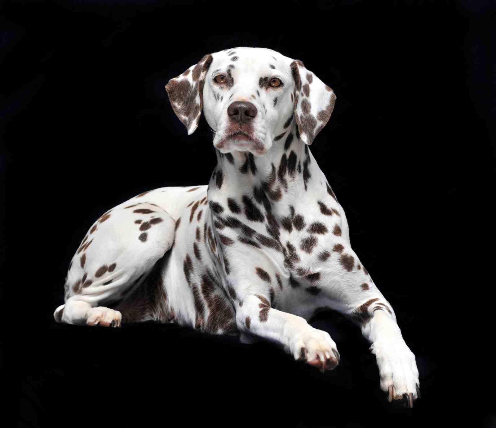Striking Dalmatian Portrait Wall Art