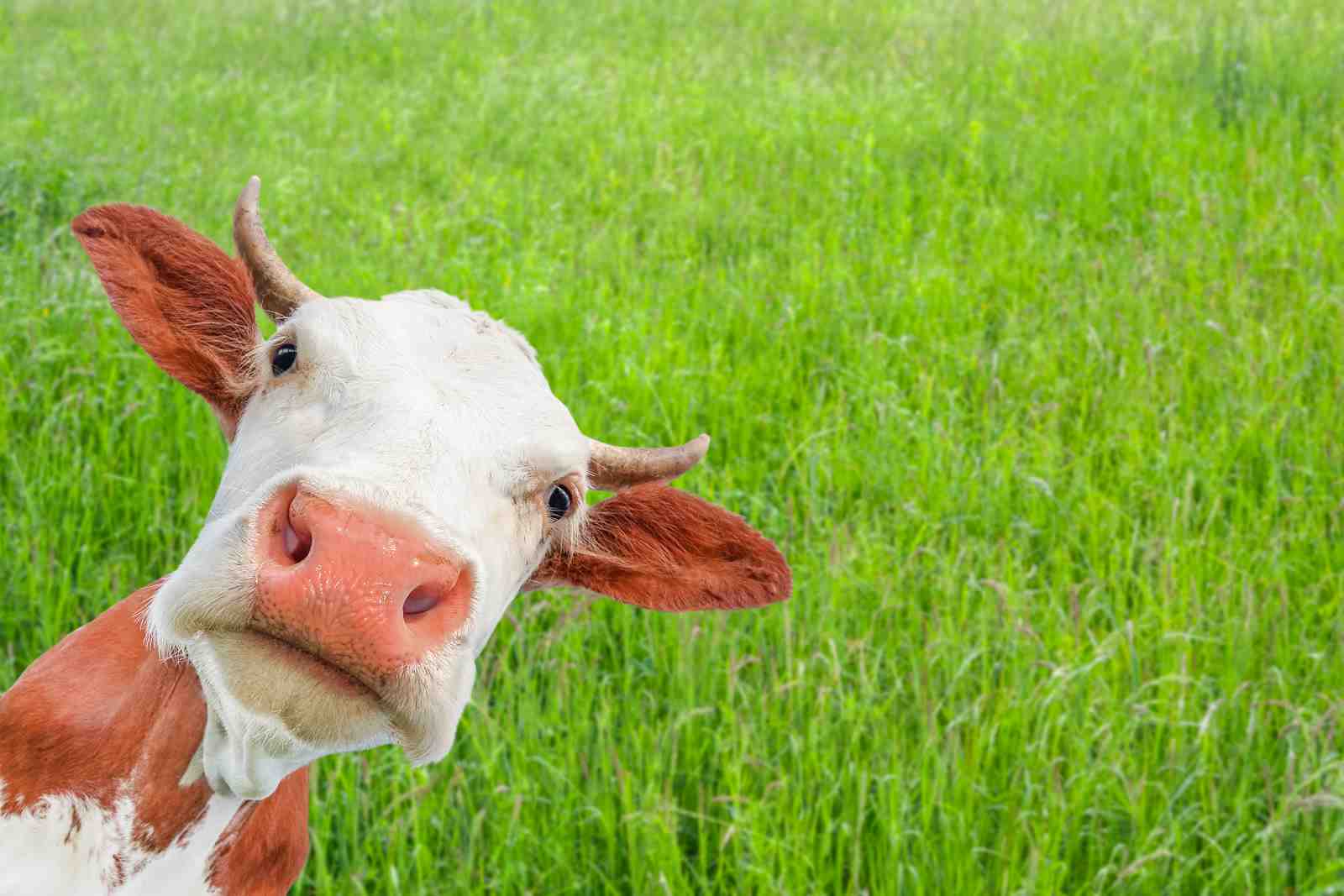 Curious Cow Peeking Farmhouse Wall Art
