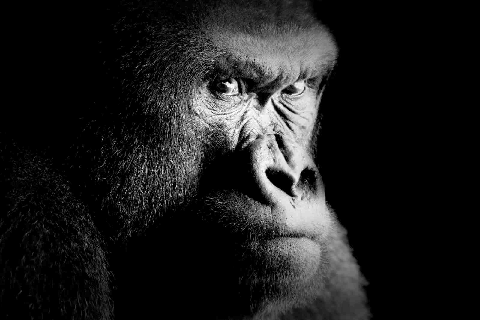 Powerful Gorilla Portrait Black & White Wall Art
