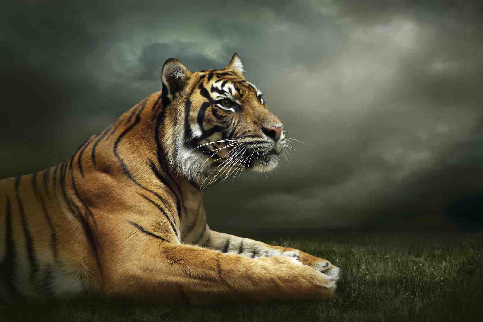 Majestic Tiger Portrait Wall Art
