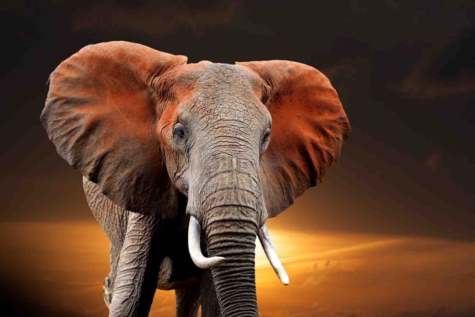 Majestic Elephant Portrait Wall Art