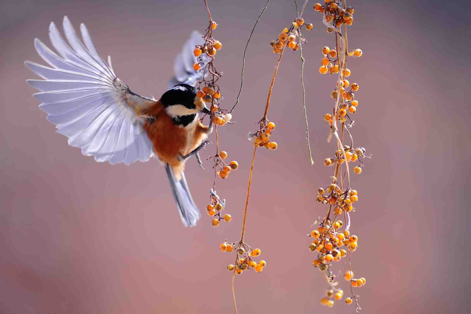Vibrant Chickadee & Berries Wall Art