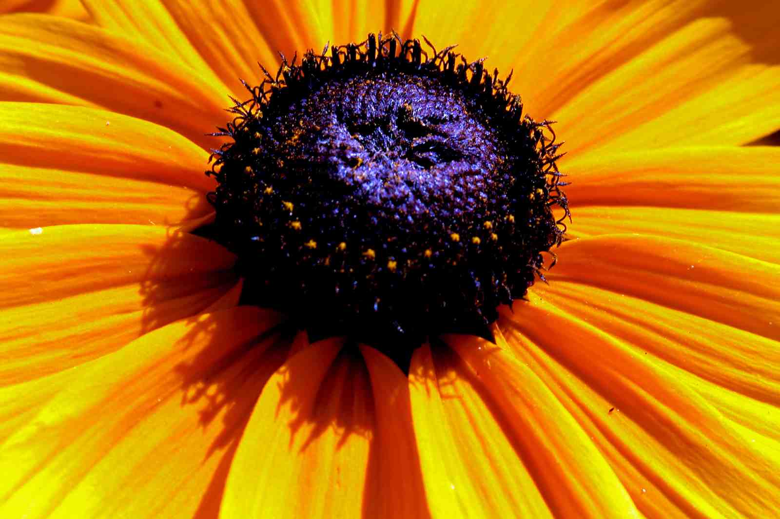 Vibrant Sunflower Macro Wall Art