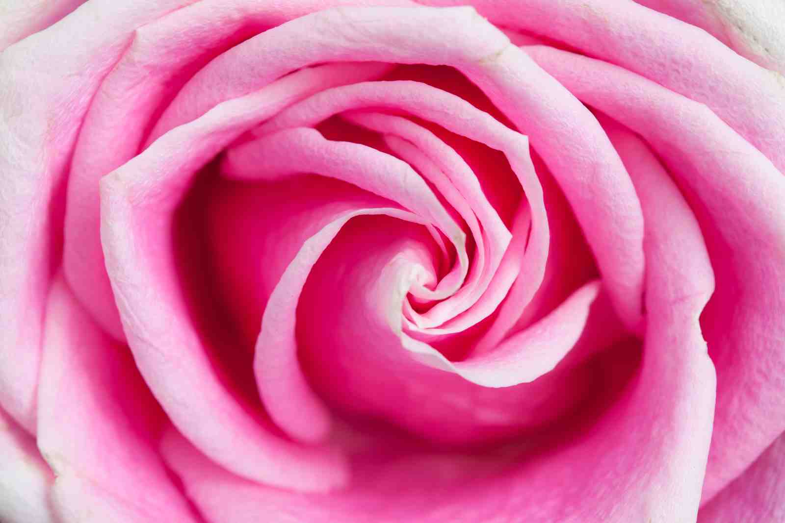 Elegant Pink Rose Macro Wall Art