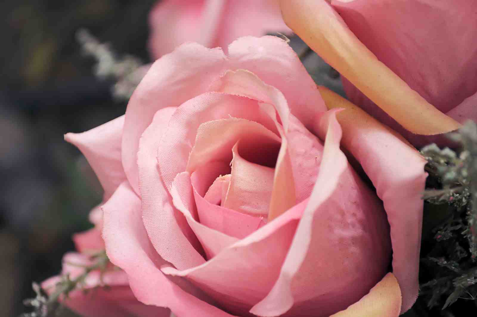 Soft Pink Rose Close-Up Wall Art for Bedroom Decor