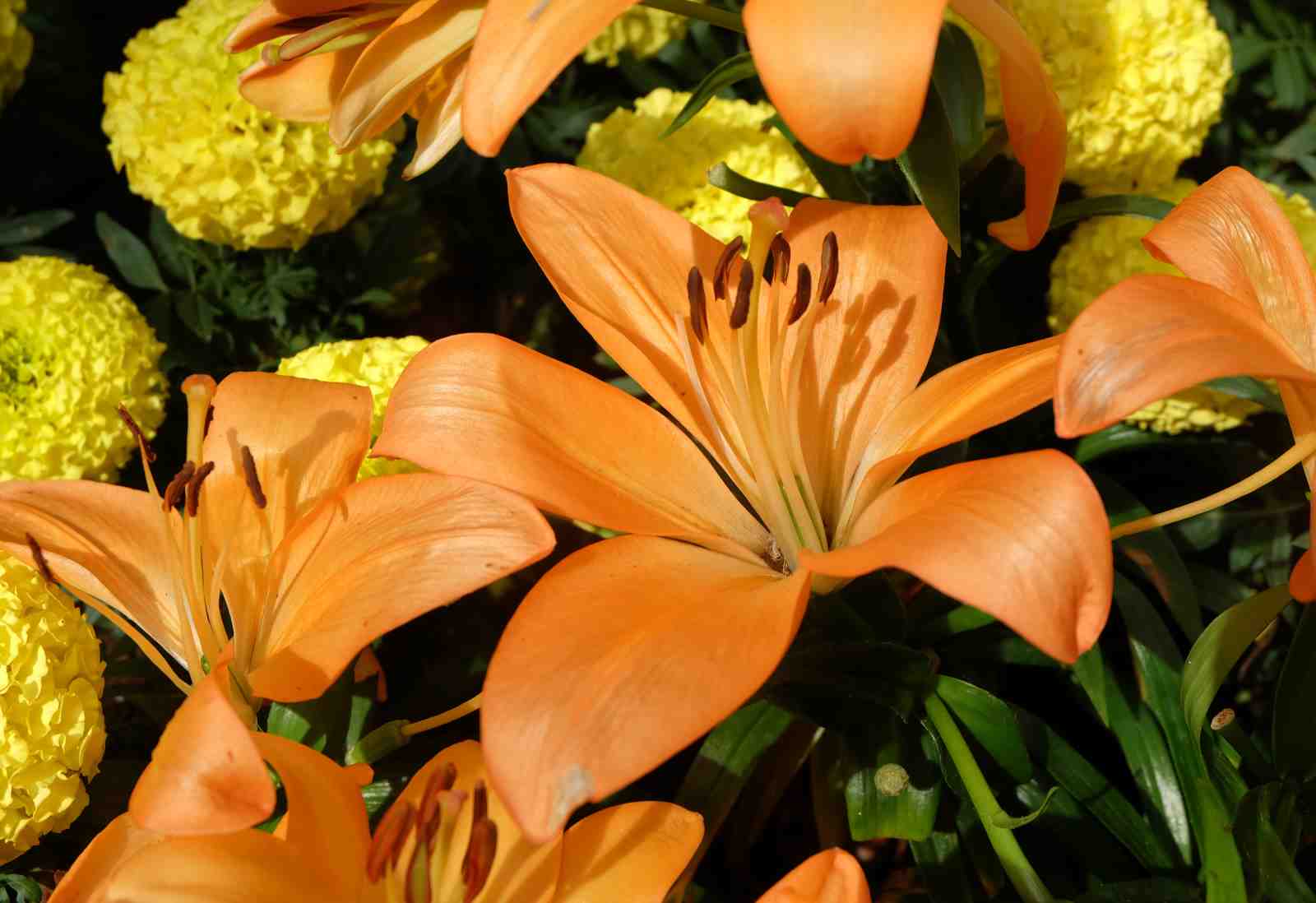 Vibrant Orange Lily & Yellow Marigold Bloom Wall Art
