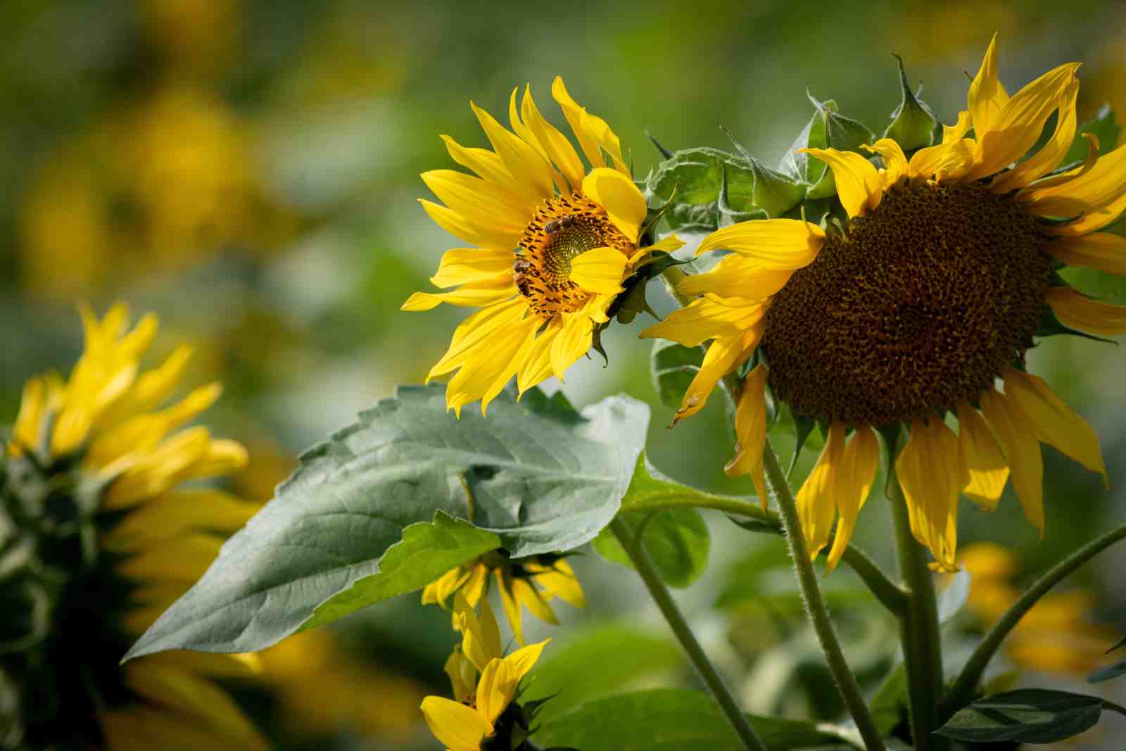 Vibrant Sunflower Field Wall Art