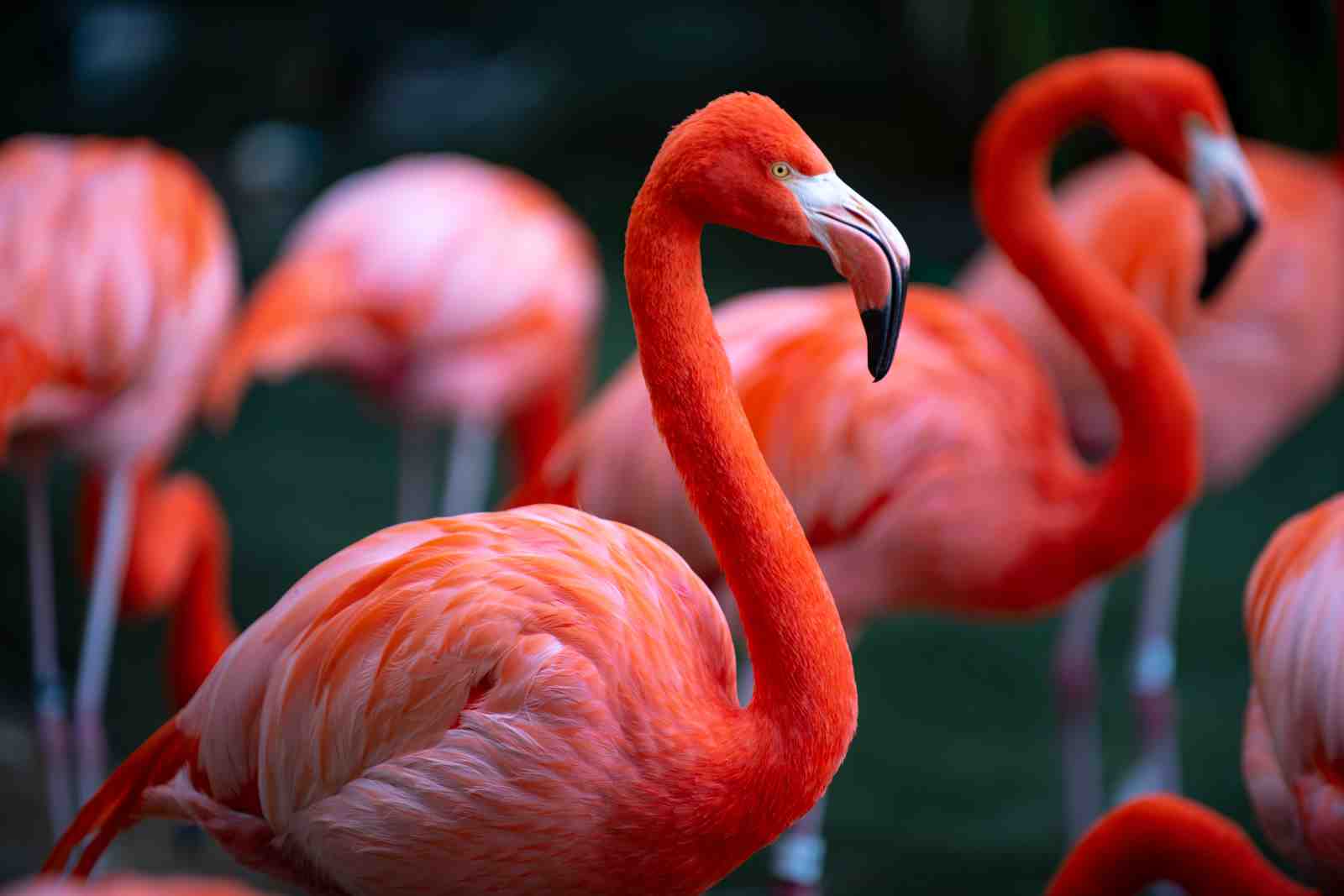 Vibrant Flamingo Flock Wall Art