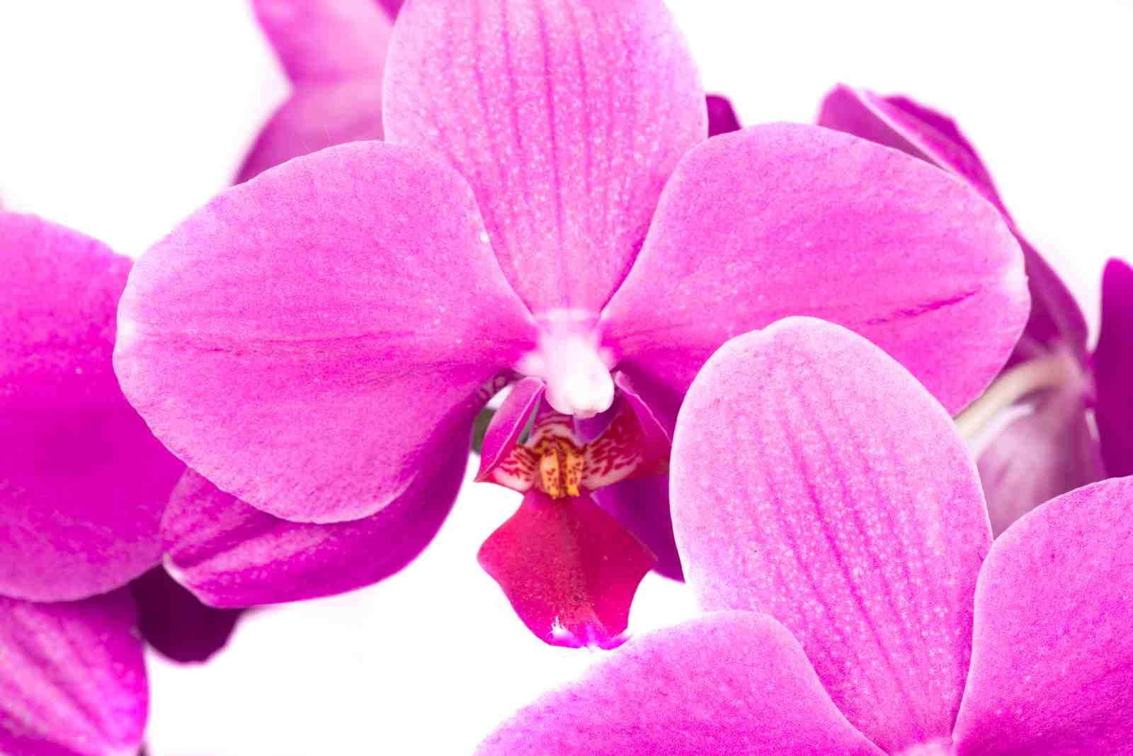 Vibrant Pink Orchid Close-Up Wall Art