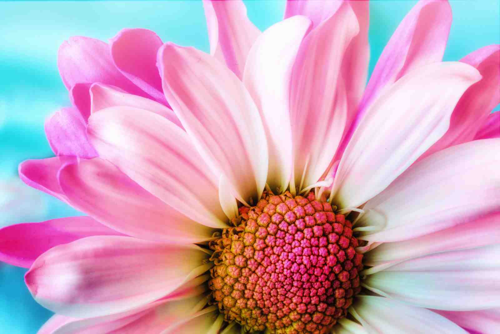 Pink Daisy Close-up Wall Art Wall Art