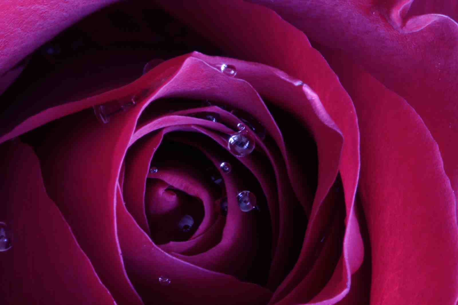 Deep Red Rose with Water Droplets Wall Art