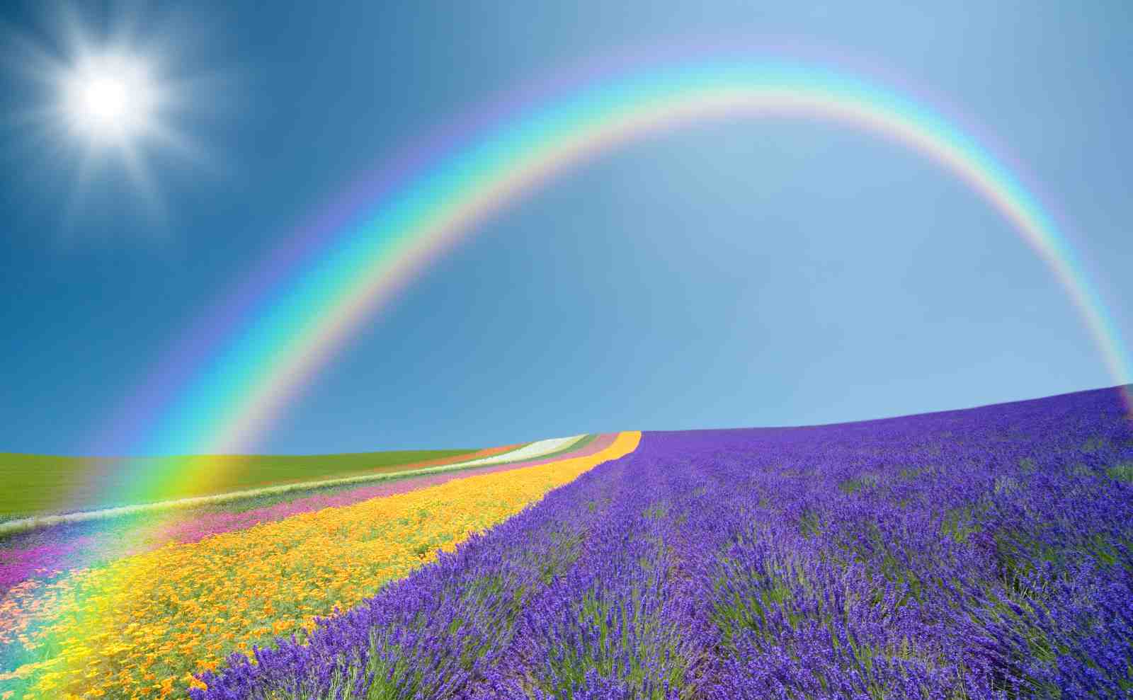 Vibrant Rainbow Lavender Field Wall Art