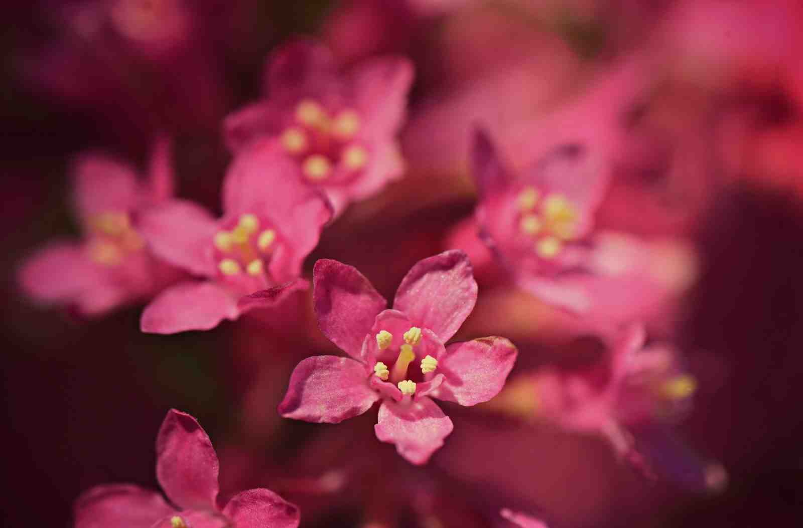 Vibrant Pink Floral Close-up Wall Art