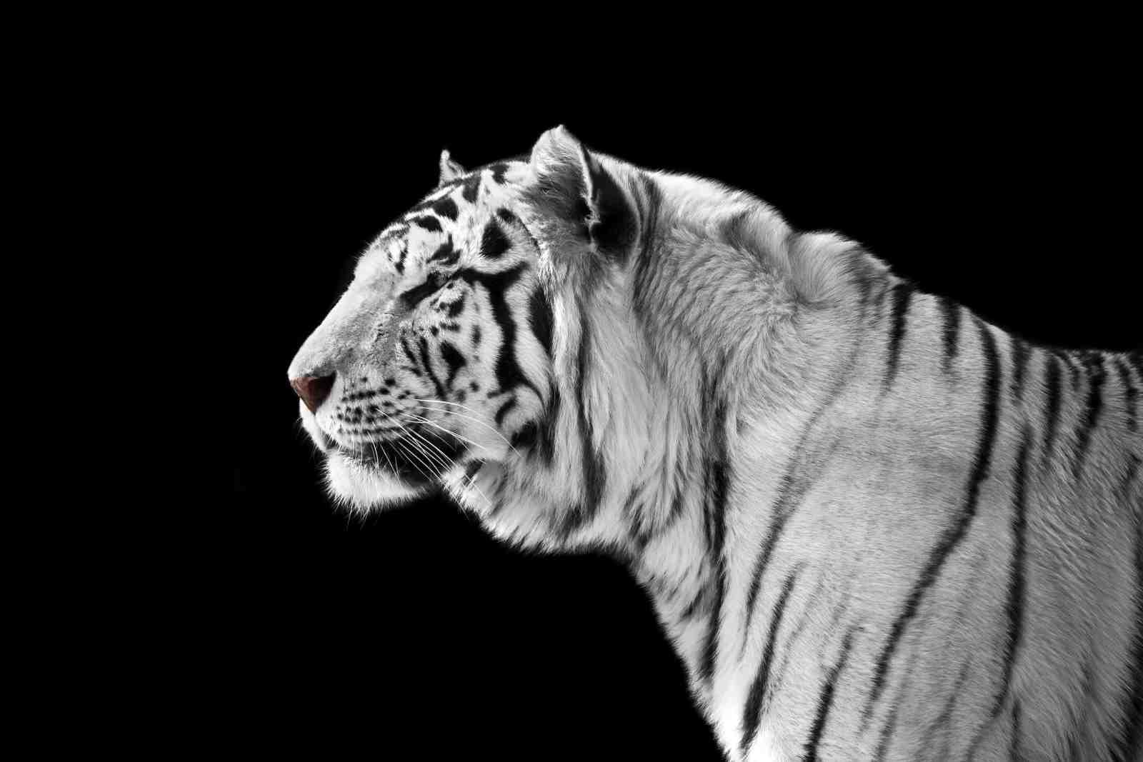 Majestic White Tiger Profile Wall Art