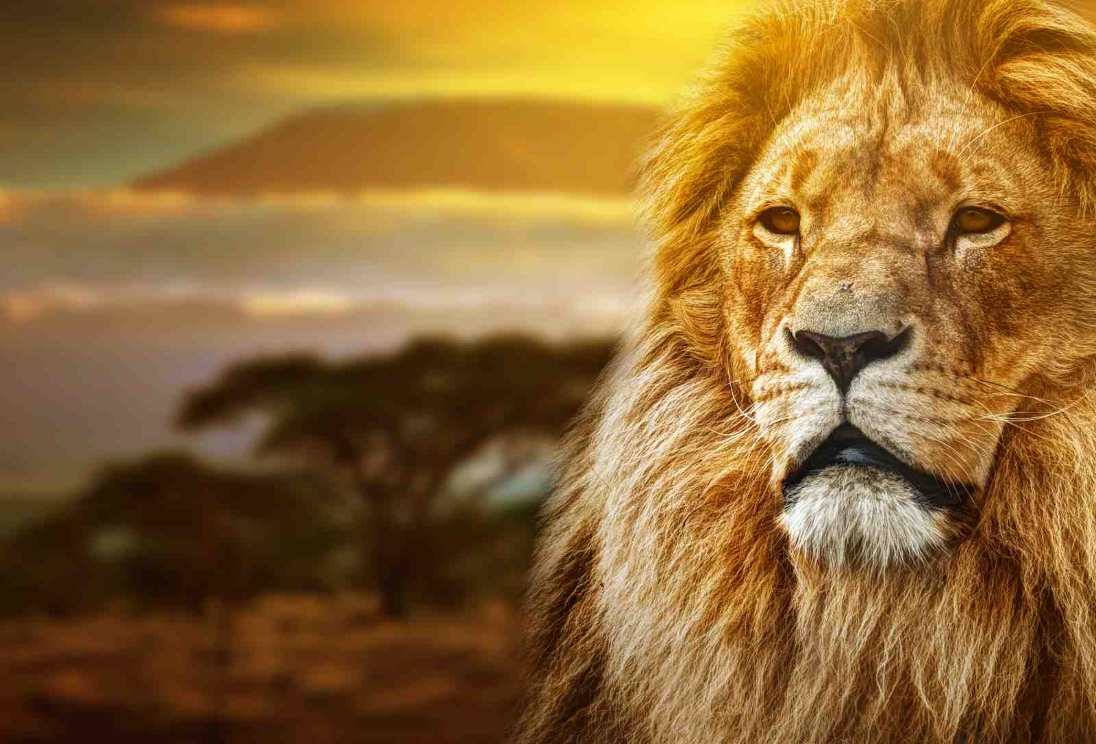 Majestic Lion Sunset Wildlife Wall Art