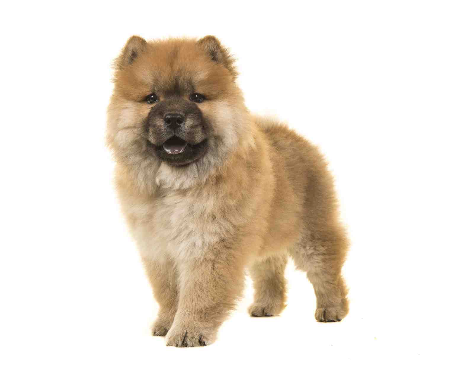 Fluffy Golden Chow Chow Puppy Art Wall Art