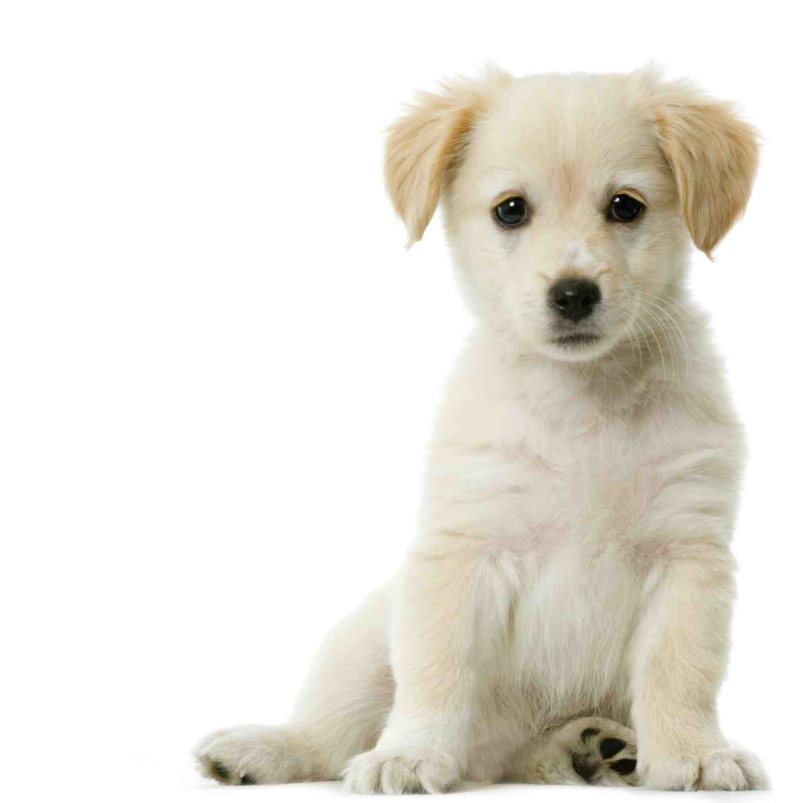 Adorable Golden Retriever Puppy Wall Art Art