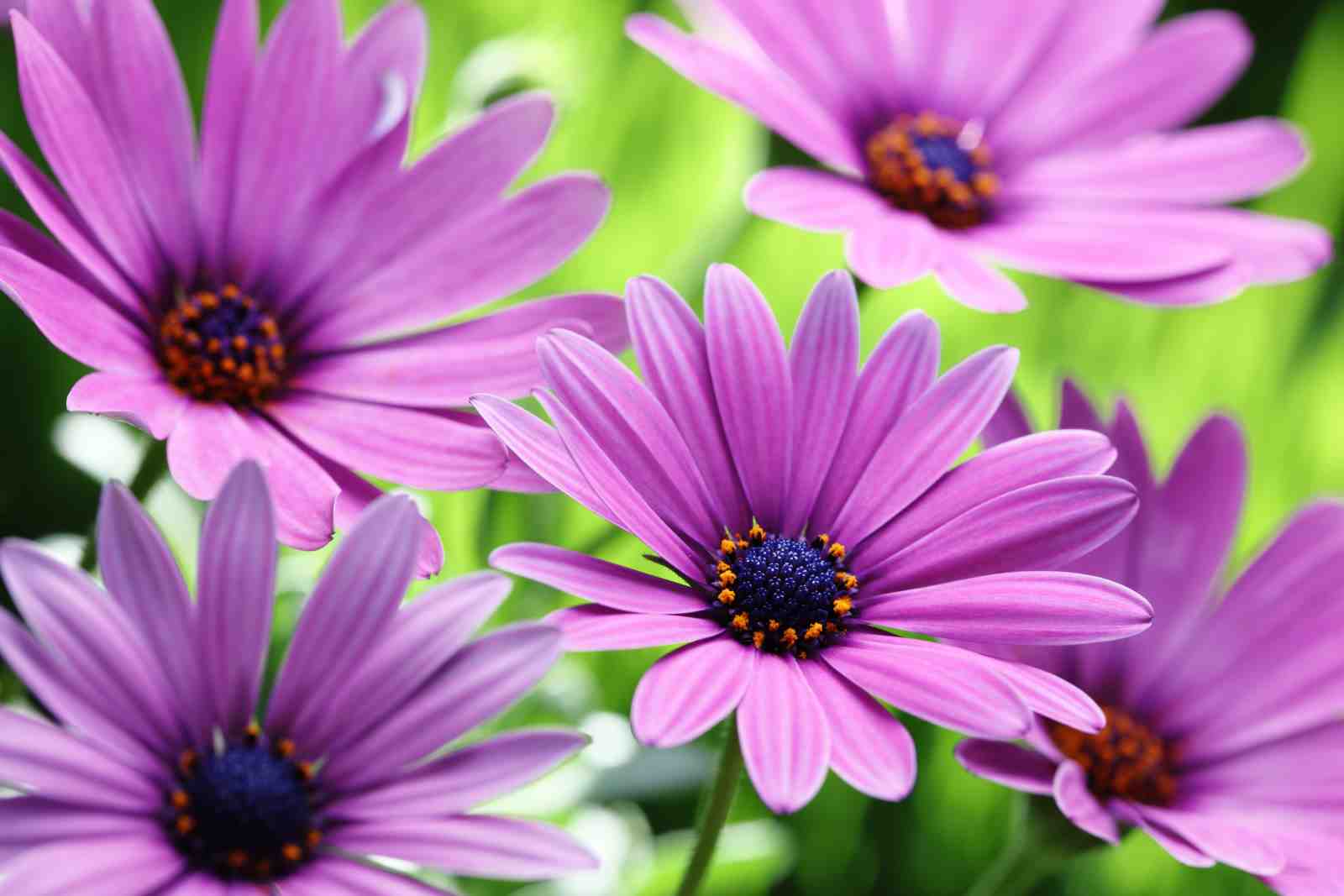 Vibrant Purple Daisy Garden Wall Art
