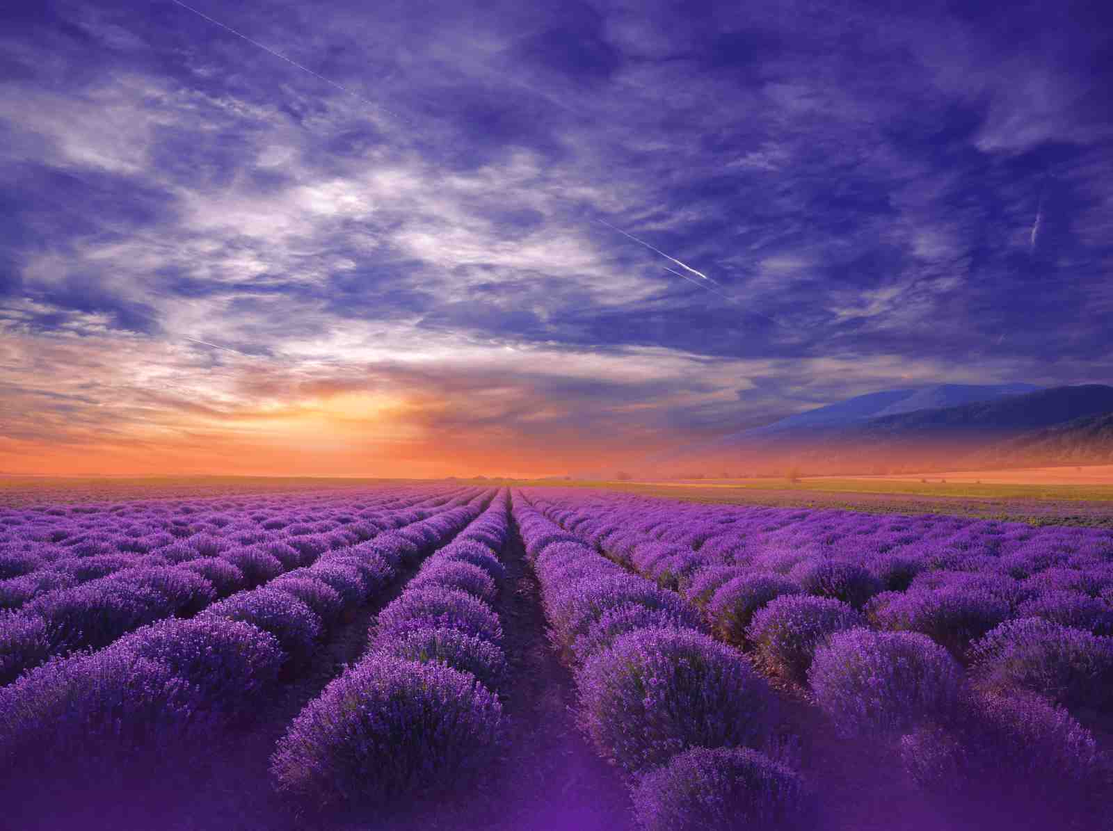Sunset Lavender Field Wall Art - Serene Nature Art