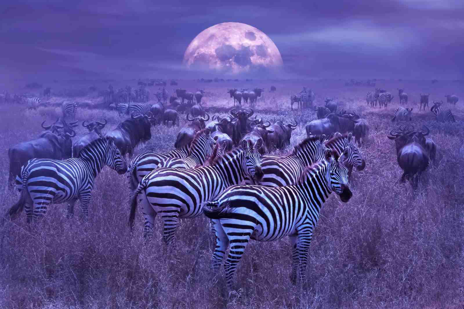 Majestic Moonlit Zebras & Wildebeest Wall Art