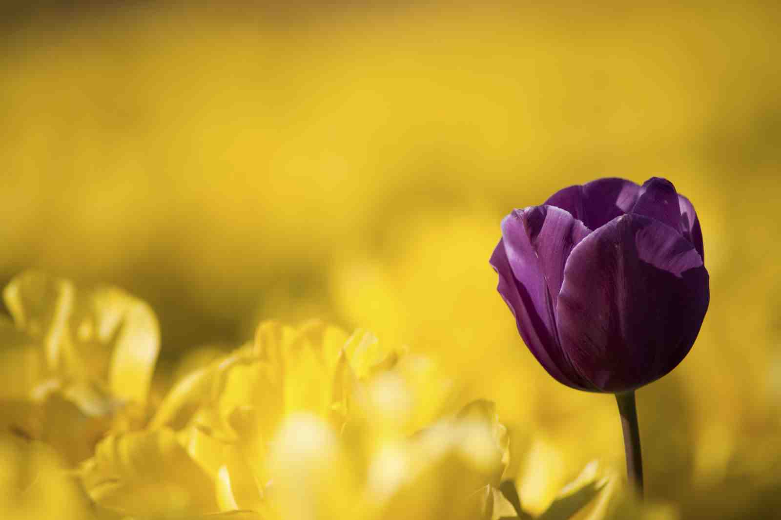 Deep Purple Tulip & Yellow Bloom Wall Art