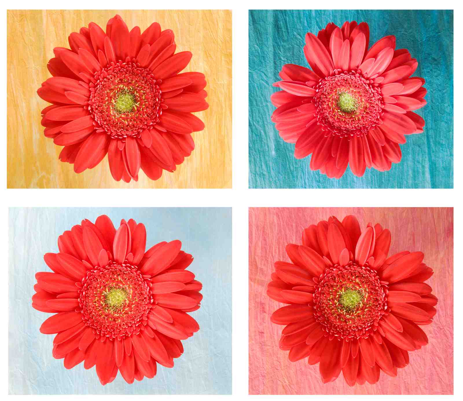 Vibrant Gerbera Daisy Collection Wall Art