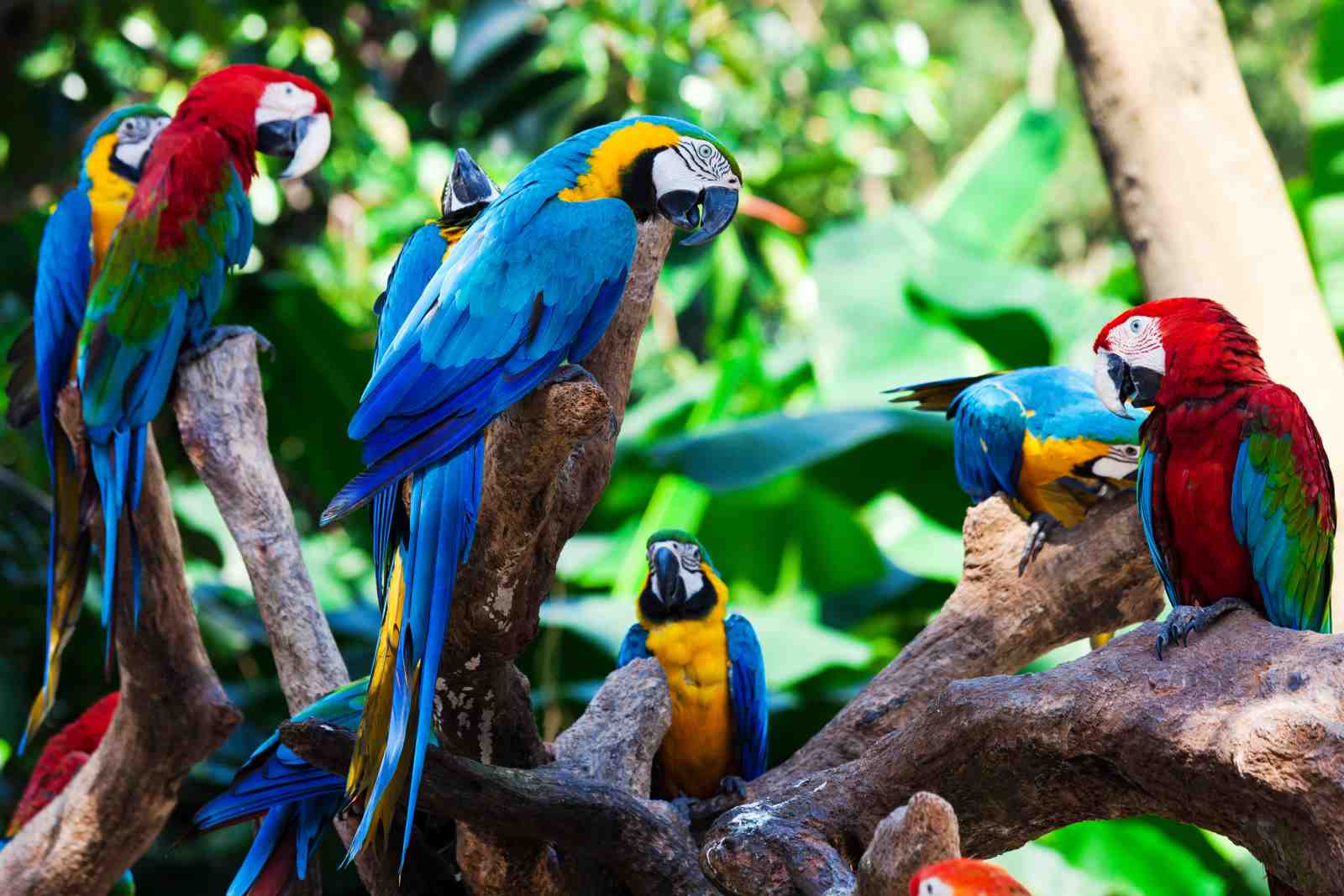 Vibrant Macaw Flock Tropical Bird Wall Art
