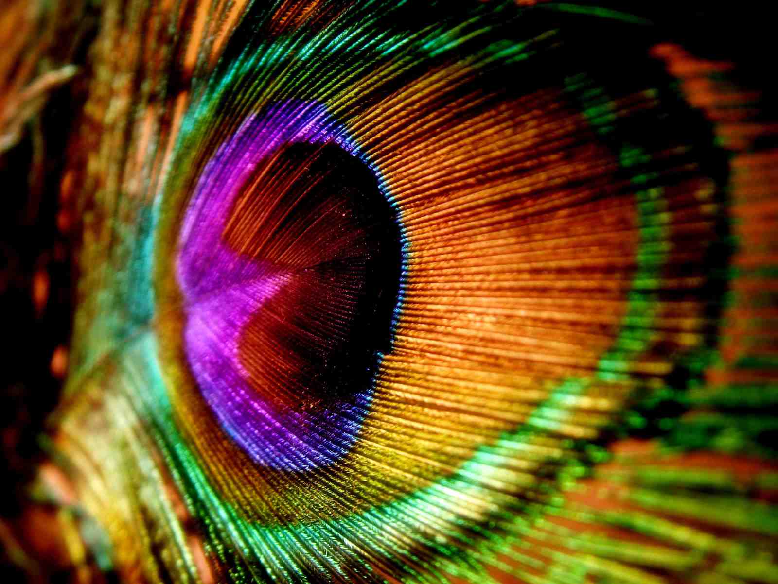 Vibrant Peacock Feather Macro Wall Art
