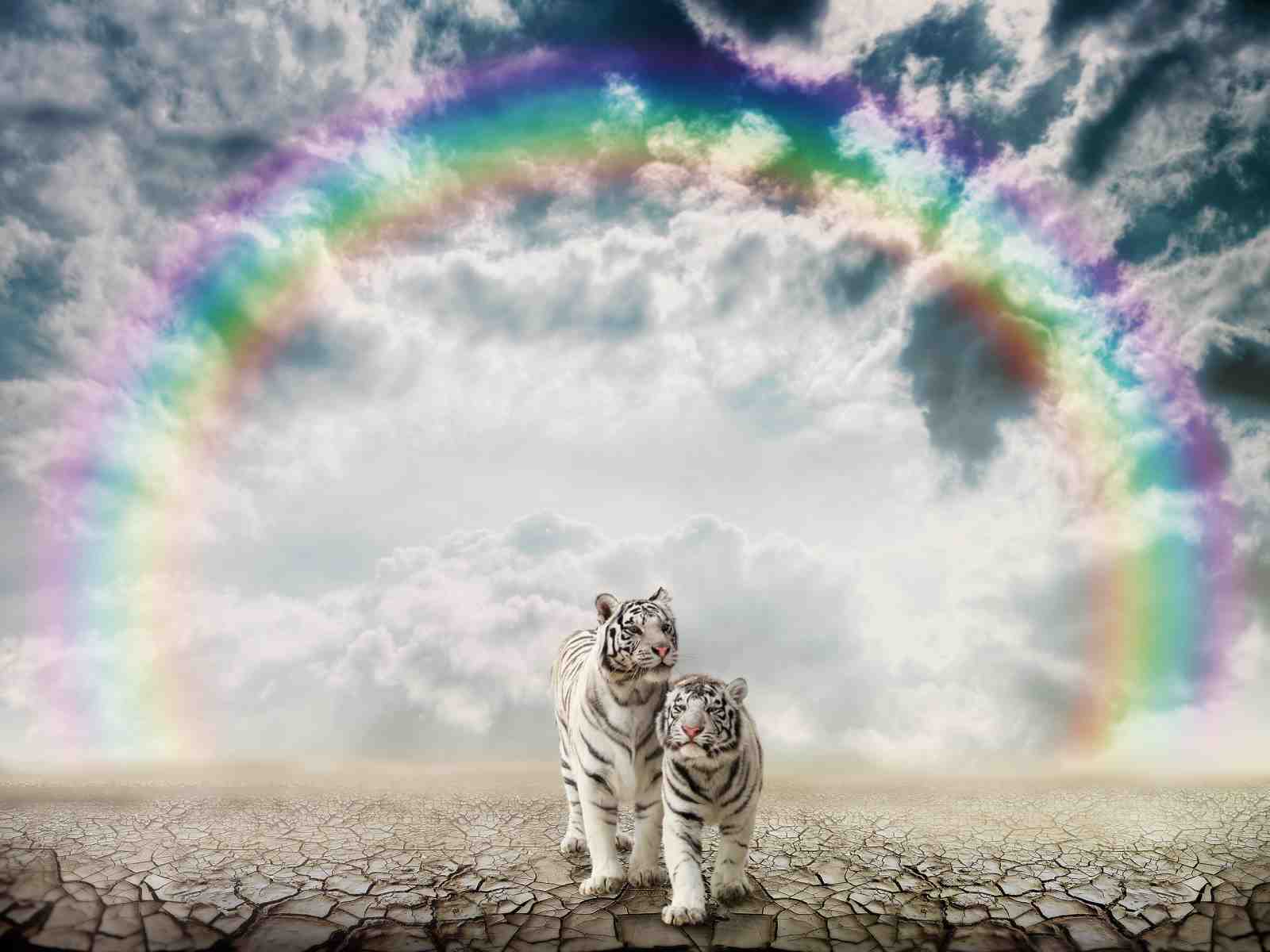 Majestic White Tigers Rainbow Aura Wall Art