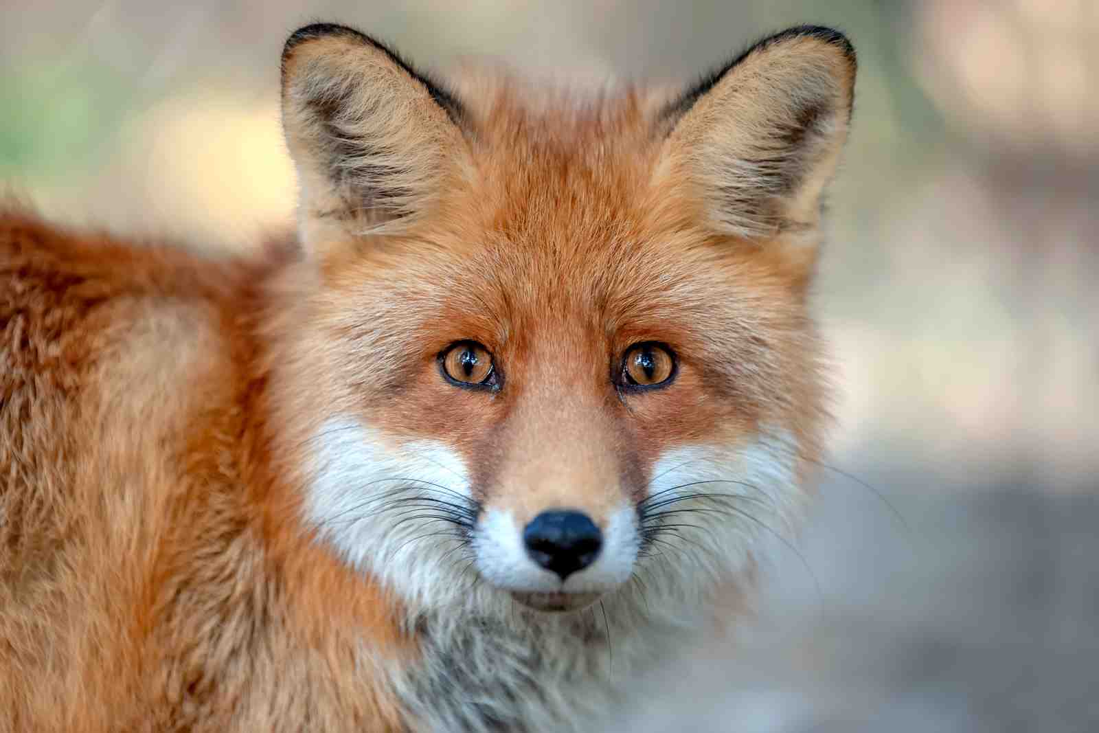 Intense Red Fox Portrait Wall Art