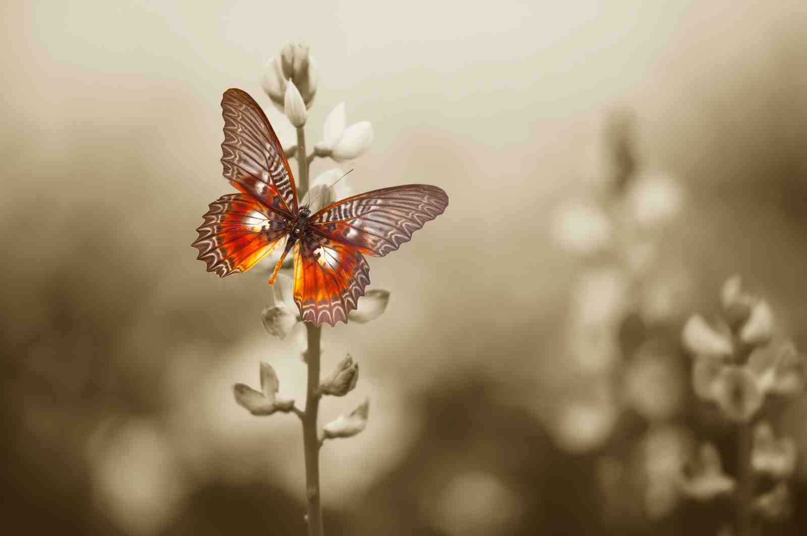 Vibrant Butterfly Nature Wall Art