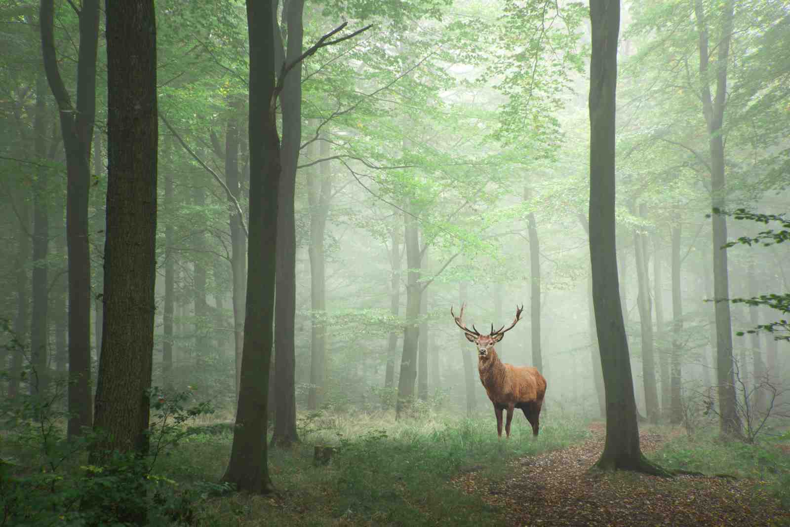 Misty Forest Deer Majestic Stag Wall Art