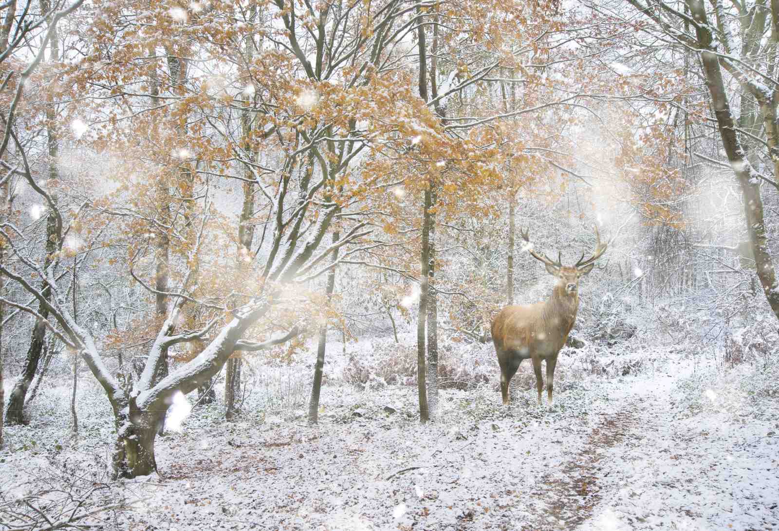 Majestic Stag in Snowy Forest Wall Art