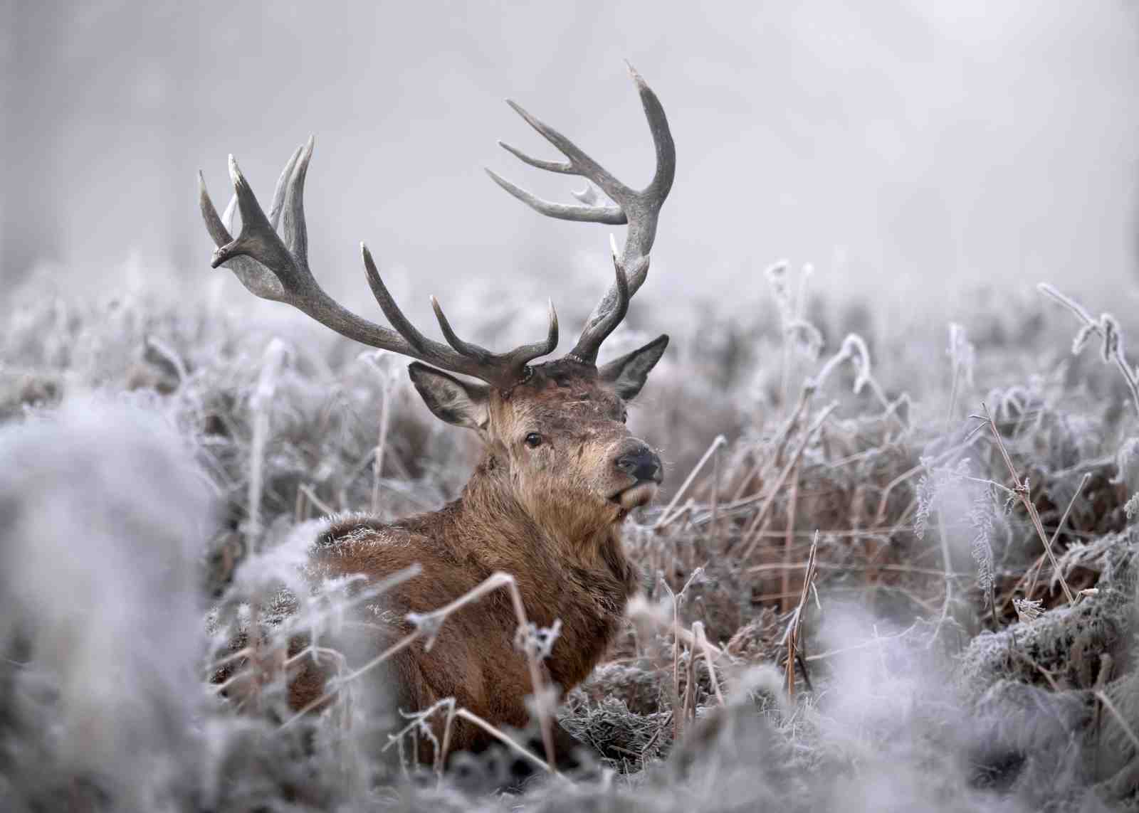 Majestic Stag in Frosty Landscape Wall Art